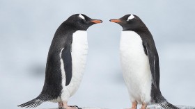 Adélie penguins