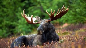 Moose