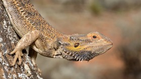 Central Bearded Dragon