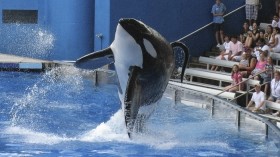 Tilikum