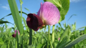 Pea Plant (Pisum Sativum)