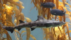 Leopard Sharks