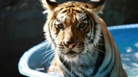 Six-month-old Bengal tiger is seen in an animal control center in Guadalajara August 4, 2012