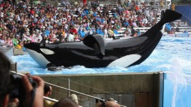 SeaWorld stranded whale