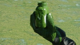 Jar of Toxic Algae