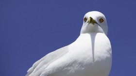 Seagull