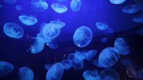 Jellyfish 