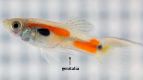 male guppy 