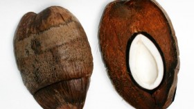 Coconut Shells