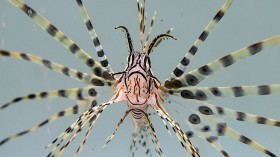 Lionfish At Artisanal Foods