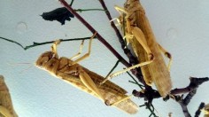 Desert Locusts