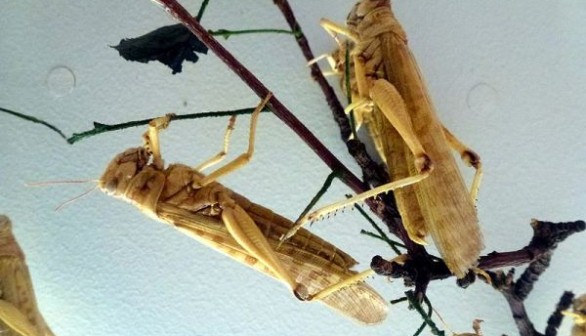 Desert Locusts