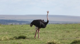 Ostrich