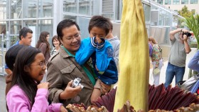 corpse flower 