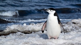 Chinstrap penguin