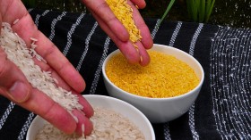 Golden Rice