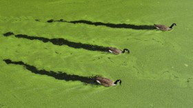 Toxic algae