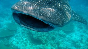 Whale shark