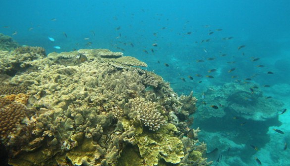 Scenes Of Lady Elliot Barrier Reef Eco Island