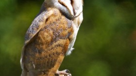 Like most owls, the barn owl (Tyto alba) sleeps during the day and hunts at night. The black spots on its feathers are related to various metabolism functions.