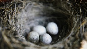 Nightingale Eggs