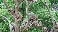 Baboons at Emmen Zoo have baffled biologists 