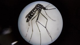 World's Largest Mosquito Factory Aims To Prevent Zika