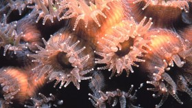 Coral polyps 