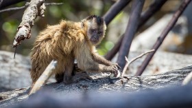 Bearded capuchin monkey (Cebus libidinosus)