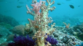 Coral reefs