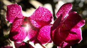 Exotic Orchids On Display At RHS Wisley