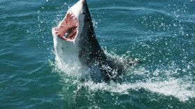 Great white shark