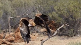 Wedge tailed eagle