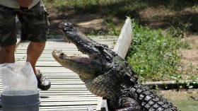 Alligator feeding