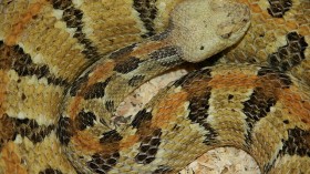 Crotalus horridus, commonly known as timber rattlesnake, canebrake rattlesnake or banded rattlesnake