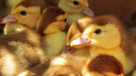 Ducklings