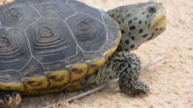 Terrapin turtles