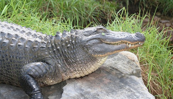 Alligator