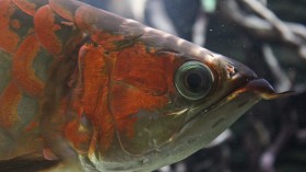 Asian Arowana