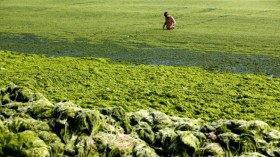 Seaweed Swamps Qingdao Coastline