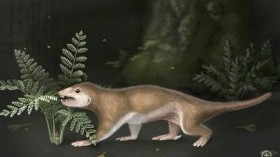 Researchers find Pre-Mammalian fossil in China 