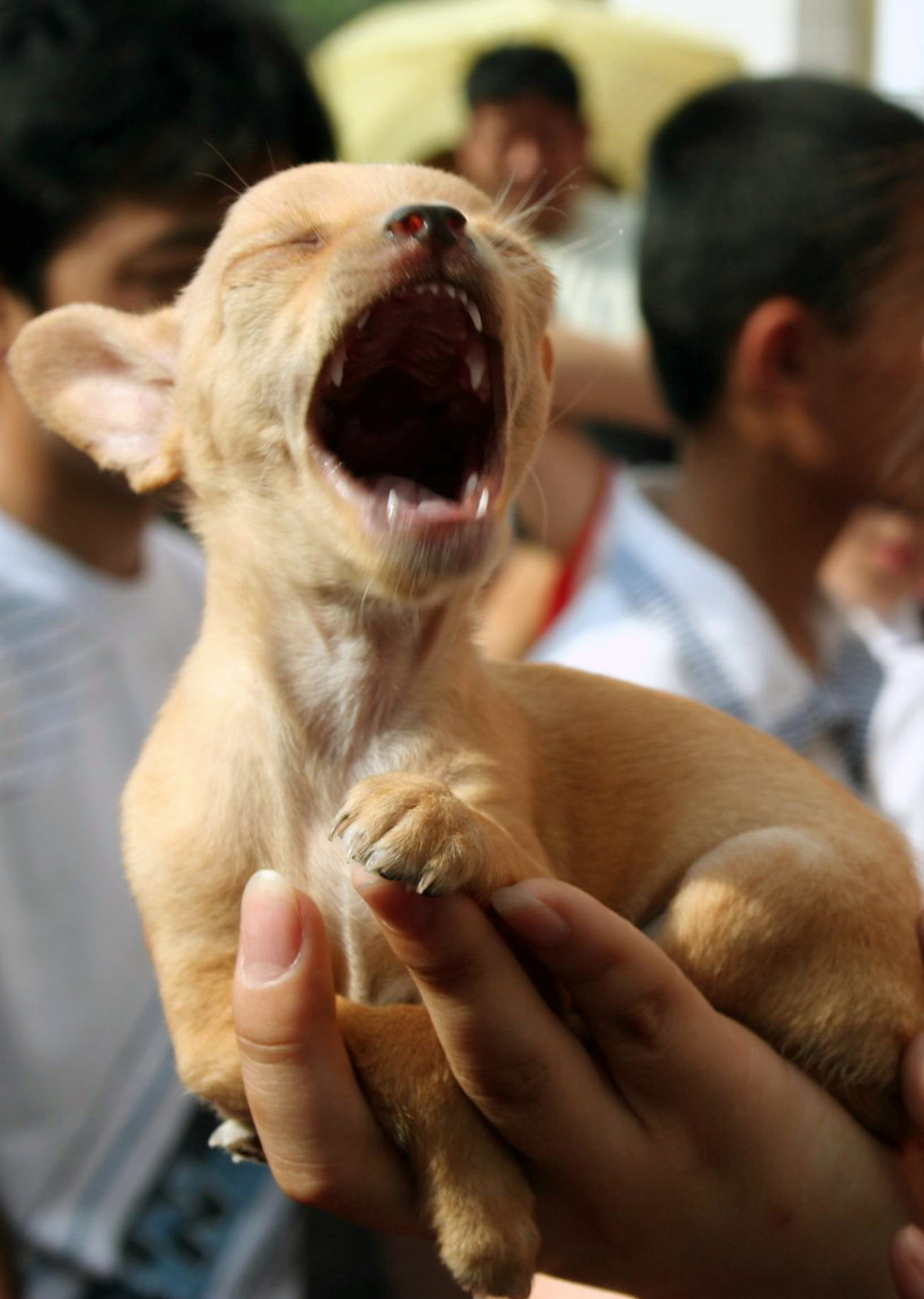 dogs-yawn-in-response-to-owners-yawns-nature-world-news