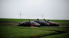 More Dead Sperm Whales Washing Up On German Shores