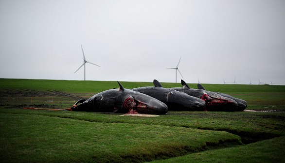 More Dead Sperm Whales Washing Up On German Shores