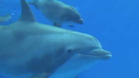 Allie the bottlenosed dolphin and her new calf at Chicago's Brookfield Zoo 