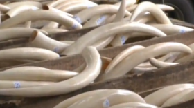 Polished elephant ivory seized in Hong Kong 