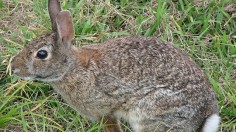 Eastern cottontail rabbit (Sylvilagus floridanus) eats grass, ferns, and leaves