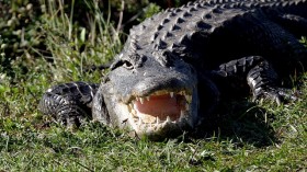 Alligator