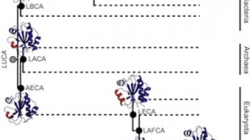 Conservation of Protein Structure