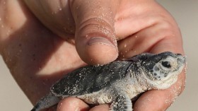 Green sea turtle hatchling 